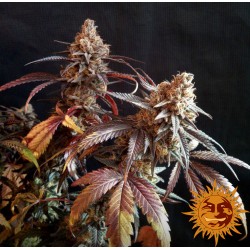PEYOTE CRITICAL · Barneys Farm · cannabis seeds · Fem