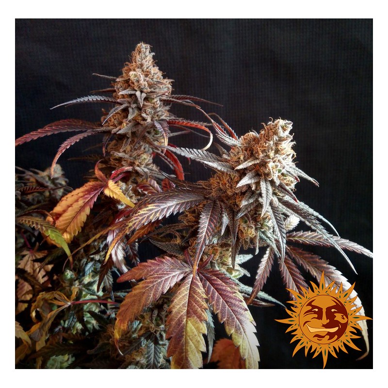 PEYOTE CRITICAL · Barneys Farm · cannabis seeds · Fem