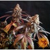 PEYOTE CRITICAL · Barneys Farm · cannabis seeds · Fem