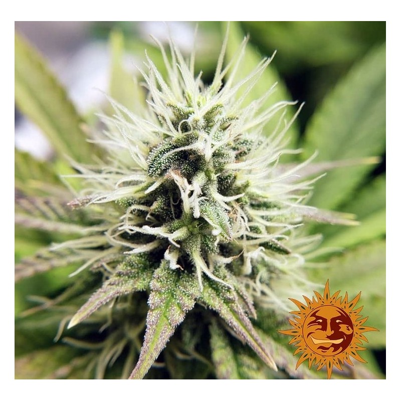 PINEAPPLE CHUNK · Barneys Farm · kenevir tohum · Disi · Fem