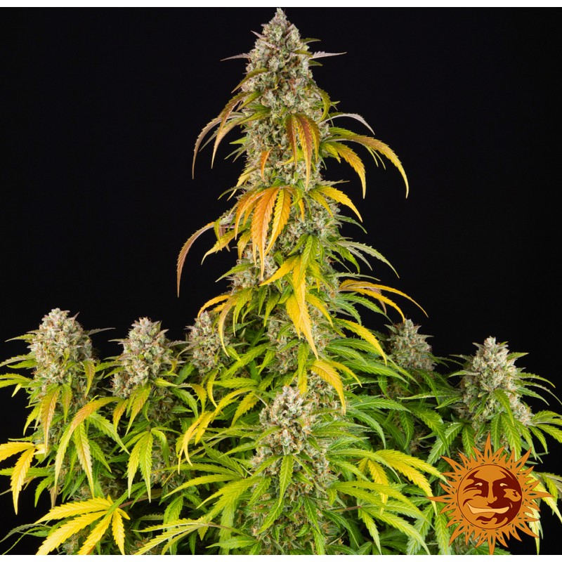 PINEAPPLE EXPRESS AUTO · Barneys Farm · cannabis seeds · AutoFem