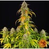 PINEAPPLE EXPRESS AUTO · Barneys Farm · cannabis seeds · AutoFem