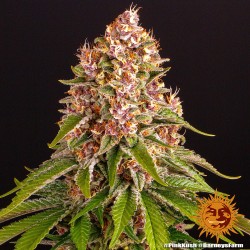 PINK KUSH · Barneys Farm · kenevir tohum · Disi · Fem
