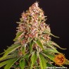 PINK KUSH · Barneys Farm · cannabis seeds · Fem