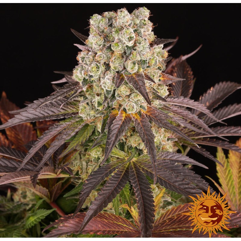 PURPLE PUNCH  X LEMON DRIZZLE · Barneys Farm · cannabis seeds · Fem