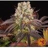 PURPLE PUNCH  X LEMON DRIZZLE · Barneys Farm · kenevir tohum - Disi  · Fem