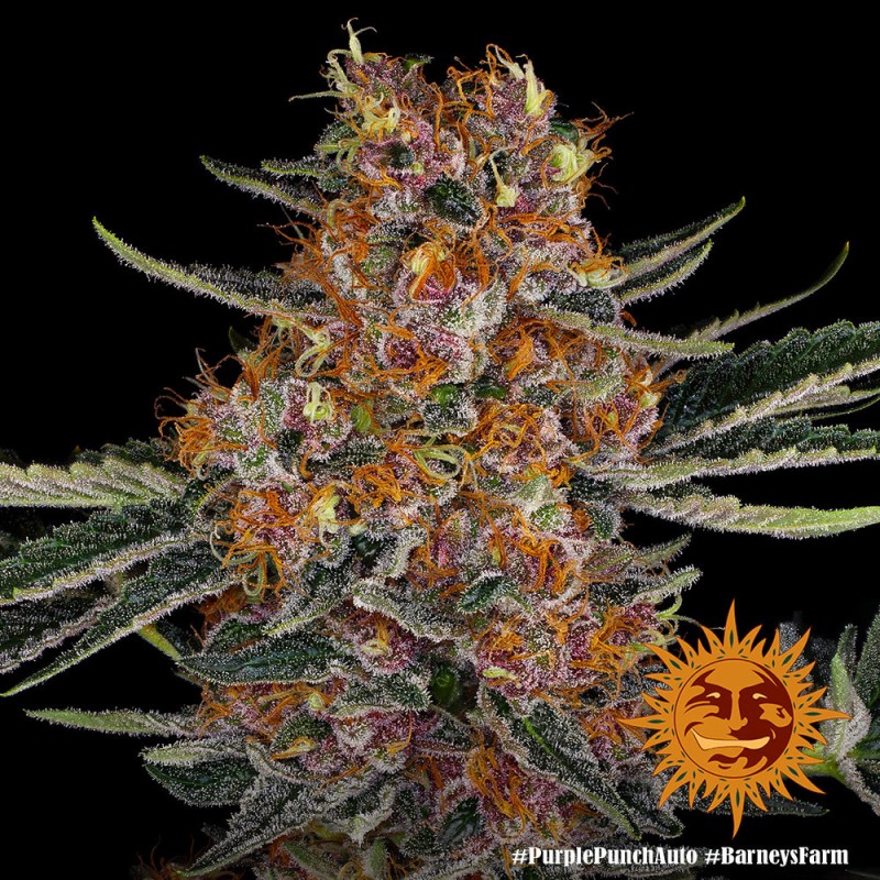 PURPLE PUNCH AUTO · Barneys Farm · kenevir tohum - Disi  · AutoFem