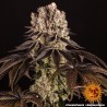 PURPLE PUNCH · Barneys Farm · kenevir tohum · Disi · Fem