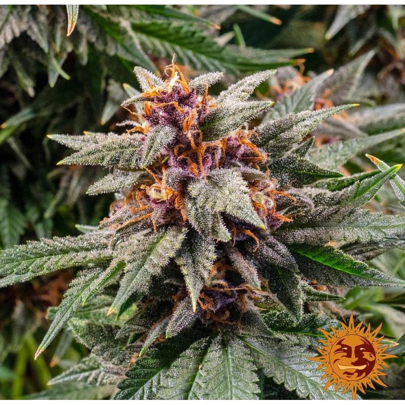 RUNTZ AUTO · Barneys Farm · cannabis seeds · AutoFem