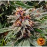 RUNTZ AUTO · Barneys Farm · cannabis seeds · AutoFem