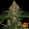 SHISKABERRY · Barneys Farm · kenevir tohum · Disi · Fem