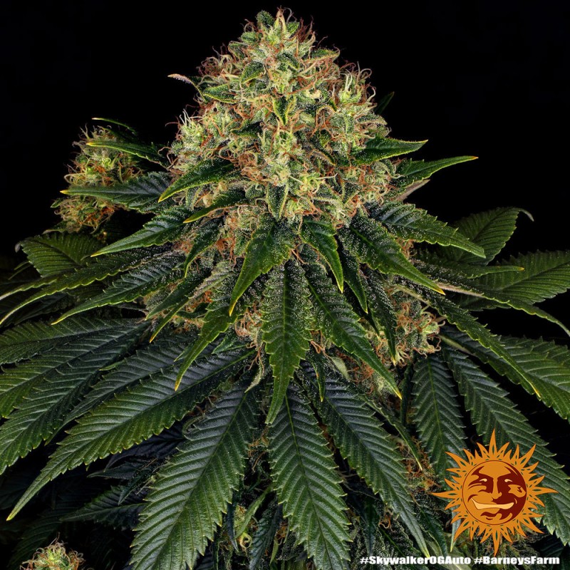 SKYWALKER OG AUTO · Barneys Farm · cannabis seeds · AutoFem