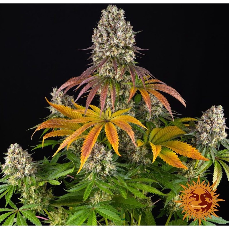 SOUR DIESEL · Barneys Farm · kenevir tohum - Disi  · Fem
