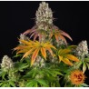 SOUR DIESEL · Barneys Farm · kenevir tohum - Disi  · Fem