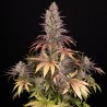 SOUR STRAWBERRY · Barneys Farm · kenevir tohum · Disi · Fem