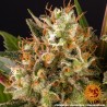 STRAWBERRY LEMONADE · Barneys Farm · cannabis seeds · Fem