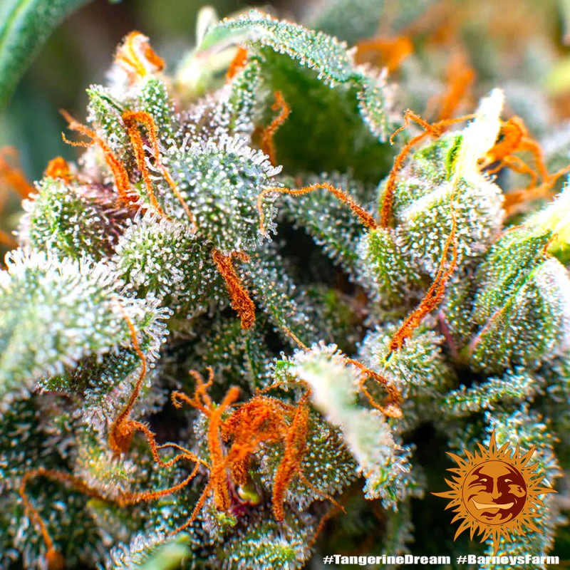 TANGERINE DREAM AUTO · Barneys Farm · kenevir tohum · Disi · AutoFem