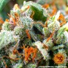 TANGERINE DREAM AUTO · Barneys Farm · cannabis seeds · AutoFem