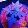 TRIPLE CHEESE · Barneys Farm · kenevir tohum · Disi · Fem