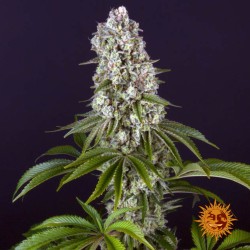 TROPICANNA BANANA · Barneys Farm · kenevir tohum · Disi · Fem