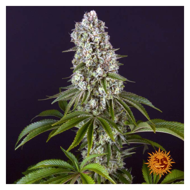 TROPICANNA BANANA · Barneys Farm · cannabis seeds · Fem
