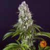 TROPICANNA BANANA · Barneys Farm · kenevir tohum · Disi · Fem