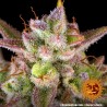 WEDDING CAKE AUTO · Barneys Farm · kenevir tohum · Disi · AutoFem