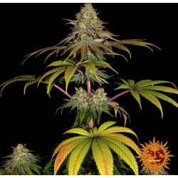 WEDDING CAKE · Barneys Farm  · cannabis seeds · Fem
