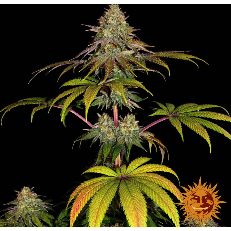 WEDDING CAKE · Barneys Farm  · cannabis seeds · Fem