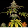 WEDDING CAKE · Barneys Farm  · cannabis seeds · Fem