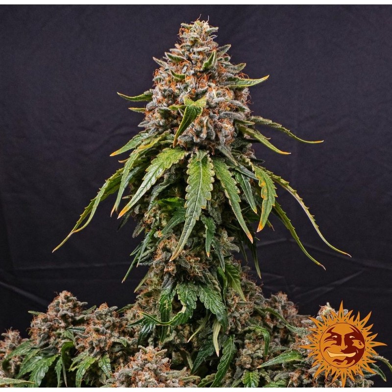 WHITE WIDOW XXL · Barneys Farm · cannabis seeds · Fem