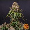 WHITE WIDOW XXL · Barneys Farm · cannabis seeds · Fem