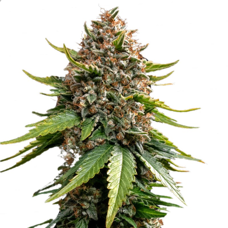 WHITE WIDOW XXL AUTO · Barneys Farm · kenevir tohum - Disi  · AutoFem