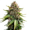 WHITE WIDOW XXL AUTO · Barneys Farm · cannabis seeds · AutoFem
