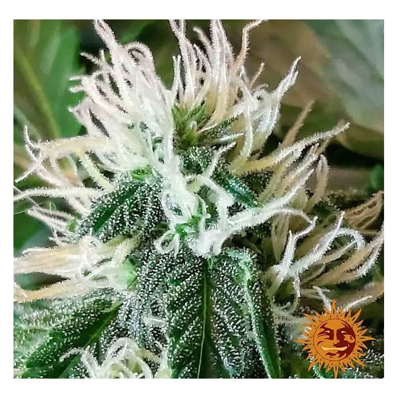 ZKITTLEZ OG AUTO · Barneys Farm · cannabis seeds · AutoFem