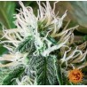 ZKITTLEZ OG AUTO · Barneys Farm · cannabis seeds · AutoFem
