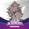 BLUEBERRY · BSF Seeds · cannabis seeds · Fem