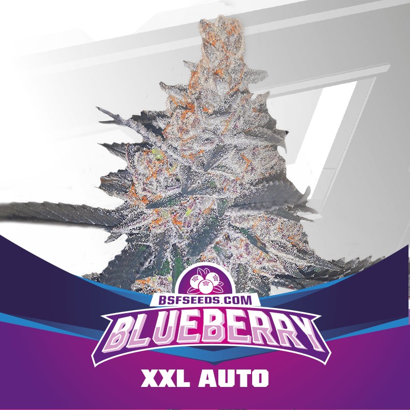 BLUEBERRY XXL AUTO · BSF Seeds · cannabis seeds · AutoFem