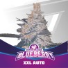 BLUEBERRY XXL AUTO · BSF Seeds · cannabis seeds · AutoFem