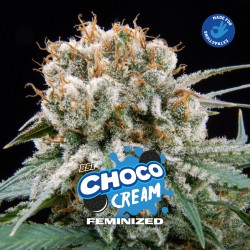 CHOCO CREAM · BSF Seeds ·...