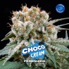 CHOCO CREAM · BSF Seeds · cannabis seeds · Fem