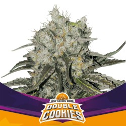 DOUBLE COOKIES · BSF Seeds...