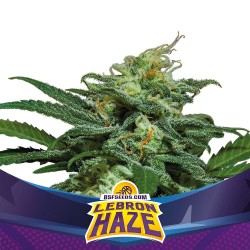 LEBRON HAZE XXL AUTO · BSF...