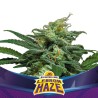 LEBRON HAZE XXL AUTO · BSF Seeds · cannabis seeds · AutoFem