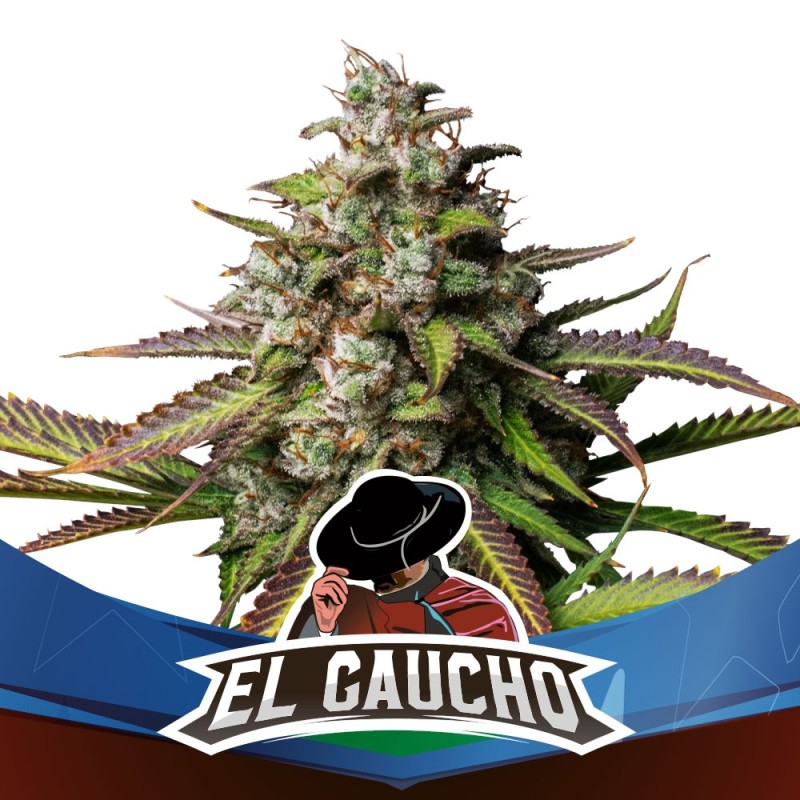 EL GAUCHO FAST VERSION · BSF Seeds · cannabis seeds · Fem
