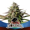 EL GAUCHO FAST VERSION · BSF Seeds · cannabis seeds · Fem