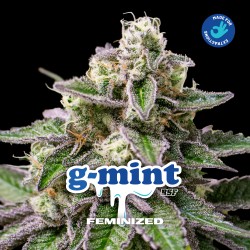 G- MINT · BSF Seeds ·...