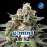 G- MINT · BSF Seeds · cannabis seeds · Fem