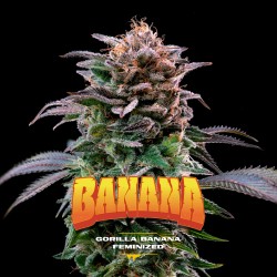 GORILLA BANANA · BSF Seeds...