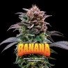 GORILLA BANANA · BSF Seeds · cannabis seeds · Fem